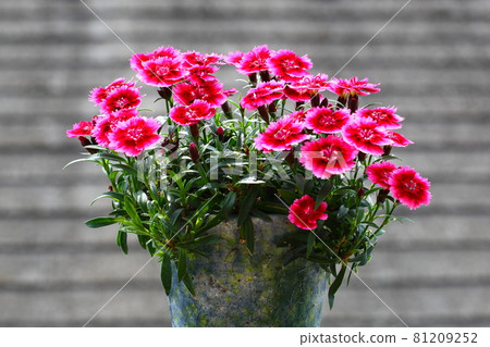 Nadeshiko flower Nadeshiko flower 81209252