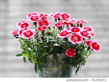 Nadeshiko flower 81209253