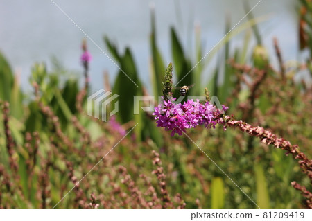 Lythrum anceps and bees 81209419