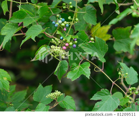 Small fruit of beautyberry 81209511