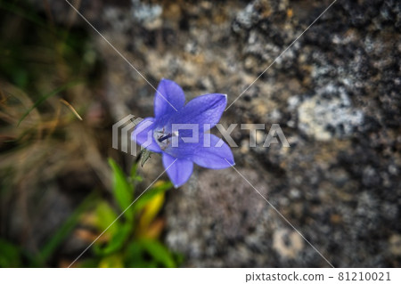 Purple flowers blooming in high mountains (Iwagikyo) Purple flowers blooming in high mountains (Iwagikyo) 81210021