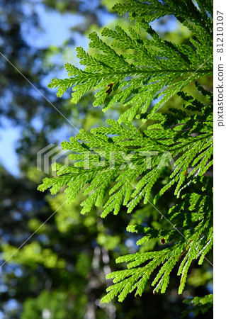 Asnalo leaves Asnalo leaves 81210107