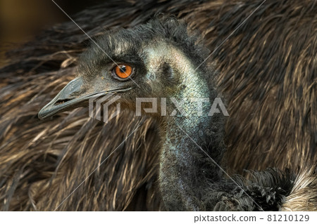 Close up headshot of Emu with catchlight in the eye 81210129