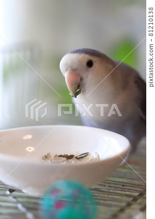 Koza Kleinko 吃葵花籽 81210138