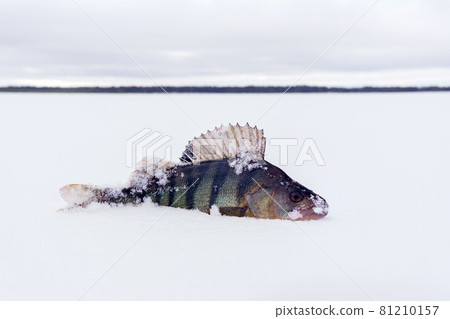 perch fish lying on the snow. ice fishing catch. Perca fluviatilis. Copy space perch fish lying on the snow. ice fishing catch. Perca fluviatilis. Copy space 81210157