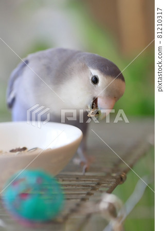 Koza Kleinko 吃葵花籽 81210317