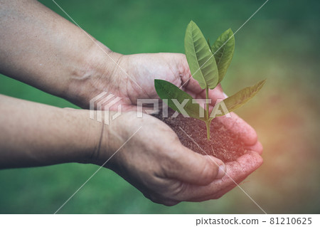 Asian woman holding peat moss organic matter improve soil for horticultural plant growing 81210625