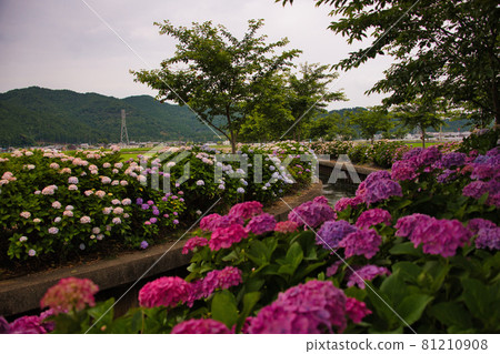 Shiga Prefecture Miyaso River Hydrangea 2021 81210908