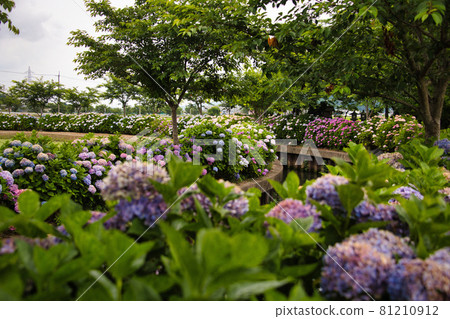 滋賀縣宮莊川繡球花 2021 滋賀縣宮莊川繡球花 2021 81210912