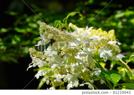 Ailanthus and insects blooming along the mountain stream Ailanthus and insects blooming along the mountain stream 81210943