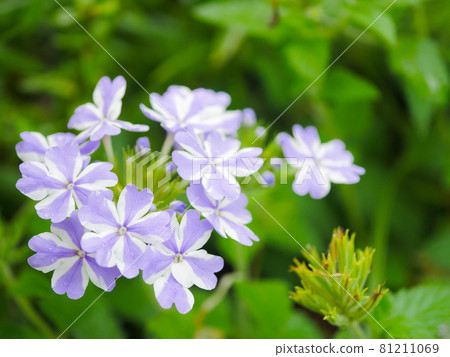 Verbena 1 Ice Twinkle Verbena 1 Ice Twinkle 81211069