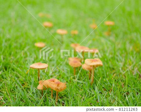 蘑菇 2 Marasmius ore 81211263