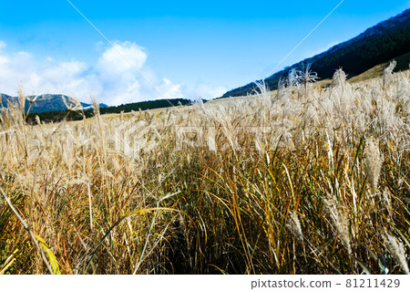 Hakone Town, Kanagawa Prefecture Sengokuhara Susukino Meadow 81211429