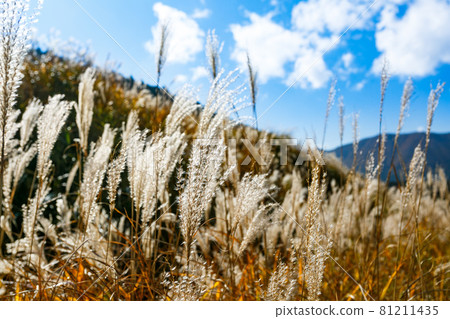 Hakone Town, Kanagawa Prefecture Sengokuhara Susukino Meadow 81211435