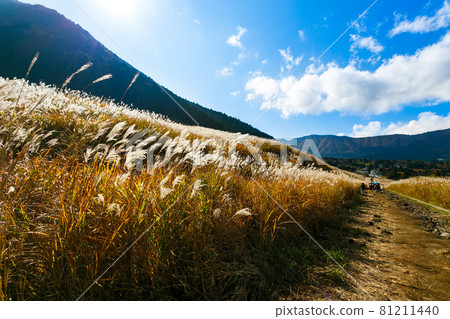 Hakone Town, Kanagawa Prefecture Sengokuhara Susukino Meadow 81211440