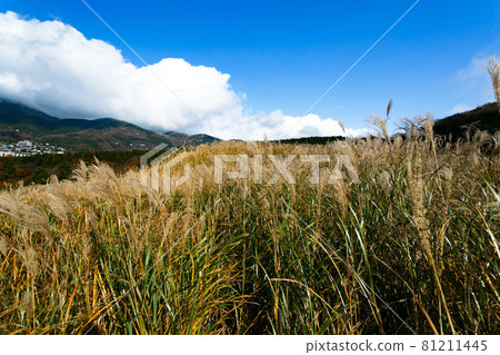 Hakone Town, Kanagawa Prefecture Sengokuhara Susukino Meadow 81211445