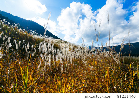 Hakone Town, Kanagawa Prefecture Sengokuhara Susukino Meadow 81211446