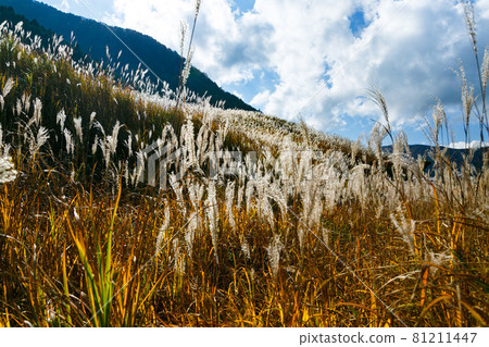 Hakone Town, Kanagawa Prefecture Sengokuhara Susukino Meadow 81211447