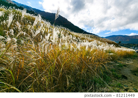 Hakone Town, Kanagawa Prefecture Sengokuhara Susukino Meadow 81211449
