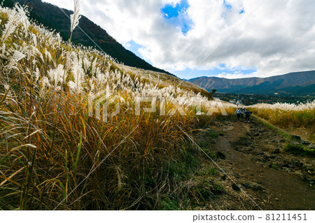 Hakone Town, Kanagawa Prefecture Sengokuhara Susukino Meadow 81211451