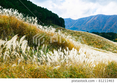 Hakone Town, Kanagawa Prefecture Sengokuhara Susukino Meadow 81211463