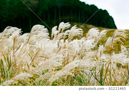 Hakone Town, Kanagawa Prefecture Sengokuhara Susukino Meadow Hakone Town, Kanagawa Prefecture Sengokuhara Susukino Meadow 81211465