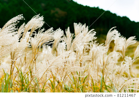 Hakone Town, Kanagawa Prefecture Sengokuhara Susukino Meadow 81211467