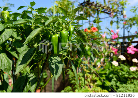 Green peppers grown in a vegetable garden and gardening planter on the roof balcony 81211926