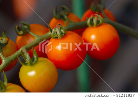Home garden mini tomato up Home garden mini tomato up 81211927