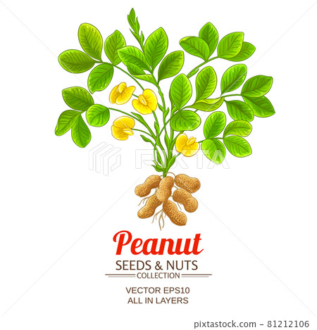 peanut vector illustration on white background peanut vector illustration on white background 81212106