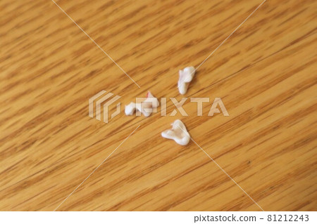 Puppy's milk teeth (5 to 6 months reborn) 81212243