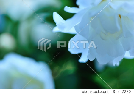 Sasanqua flowers blooming in my home Sasanqua flowers blooming in my home 81212270
