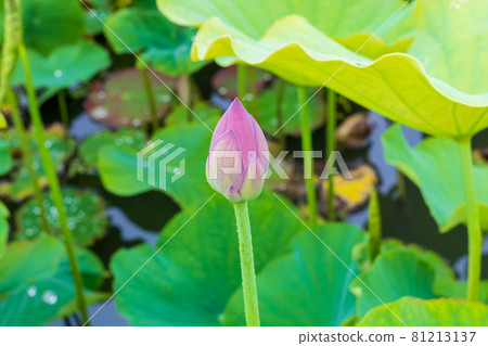 清蓮芽 清蓮芽 81213137