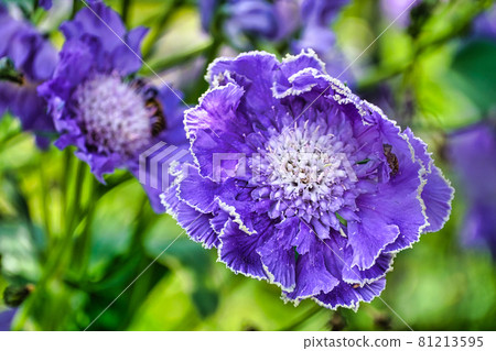 Close-up of blueish flower in the meadows Close-up of blueish flower in the meadows 81213595