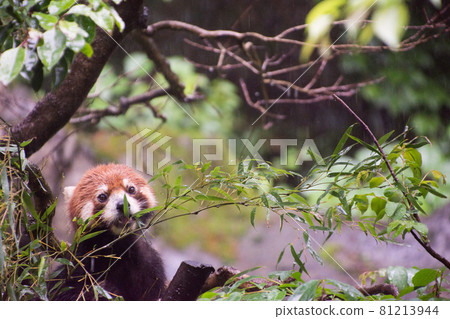 Lesser panda 81213944