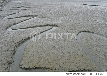 Tidal flats Masamyeon, Seocheon-gun, Chungcheongnam-do, Korea Tidal flats Masamyeon, Seocheon-gun, Chungcheongnam-do, Korea 81214363