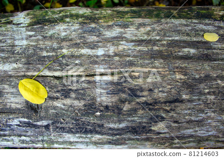 Shabby wood background. Old grey wood planks with yellow fallen leaves. Concept image. 81214603
