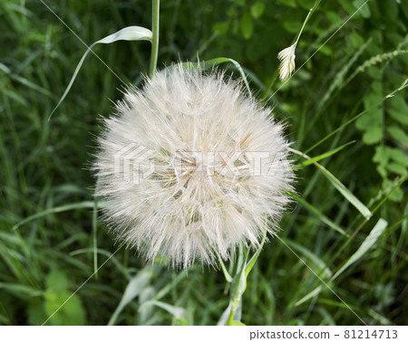 Beautiful fluffy blooming flower dandelion on colored background 81214713