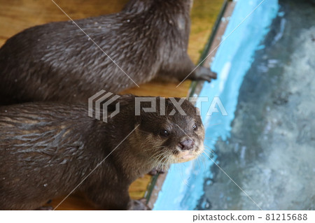 濱水水獺 81215688