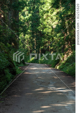 Nikko Road Suginami Tree Nikko Road Suginami Tree 81215820