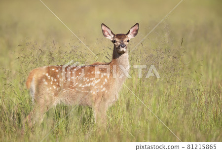 Red deer calf standing in the meadow in summer 81215865
