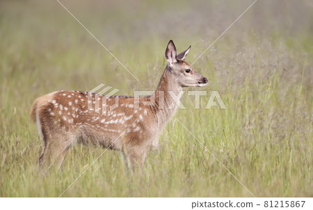 Red deer calf standing in the meadow in summer Red deer calf standing in the meadow in summer 81215867