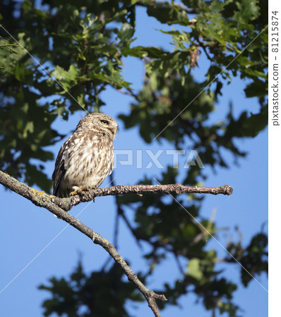 Little Owl perched on a tree branch in summer 81215874