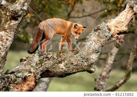 Close up of a red fox in a tree 81215882