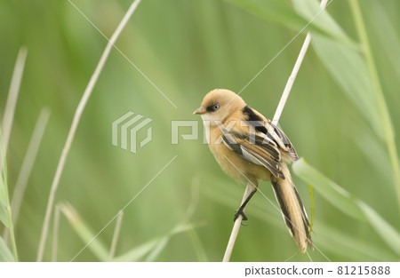 Close-up of a perched young Bearded tit Close-up of a perched young Bearded tit 81215888