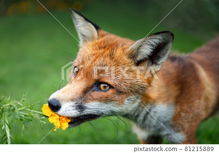 Close up of a red fox tasting a marigold flower in summer 81215889