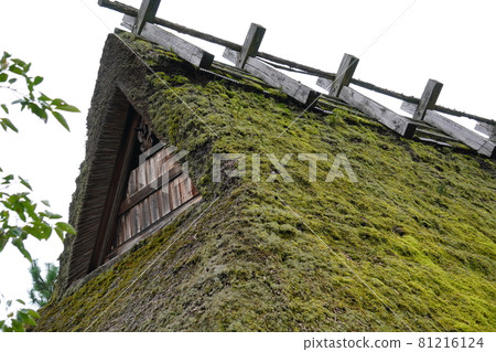 長滿苔蘚的稻草屋頂的日本房子 81216124