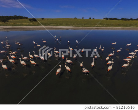 Flamingos in patagonia , Aerial View Flamingos in patagonia , Aerial View 81216516