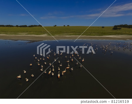 Flamingos in patagonia , Aerial View Flamingos in patagonia , Aerial View 81216519