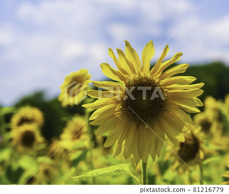 sunflower	 81216779